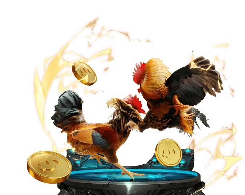 Sân đấu đá gà trực tuyến bj388